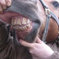 Zahnkontrolle am Pferd